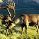 Illustration for article titled Finally, some scientific explanations for Rudolphs red nose